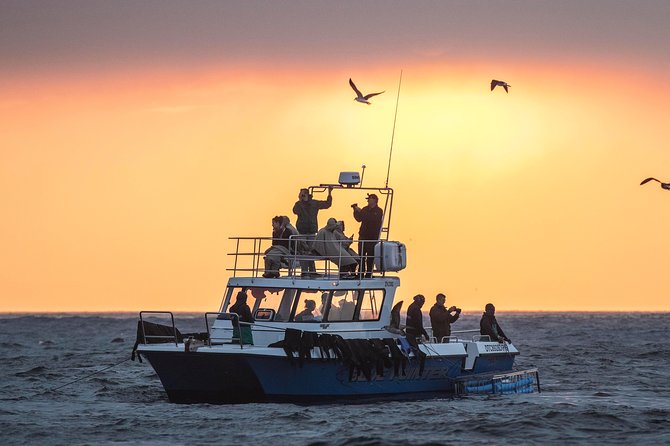 CapeTown: African Shark Eco-Charters Shark Cage Diving Experience - Overview of Shark Cage Diving