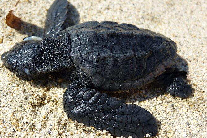 Caretta – Caretta Turtle Trip (Boat Trip)