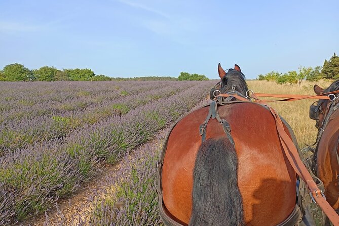 Carriage Rides in the Heart of the Luberon - Good To Know