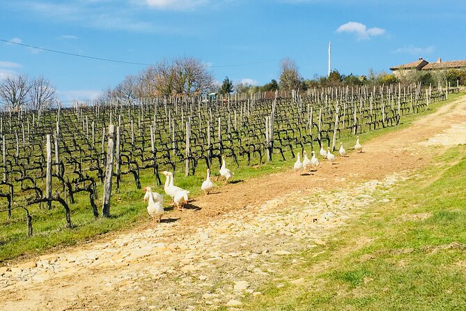 Casa Emma Wine Tasting: A Complete Review - Key Points