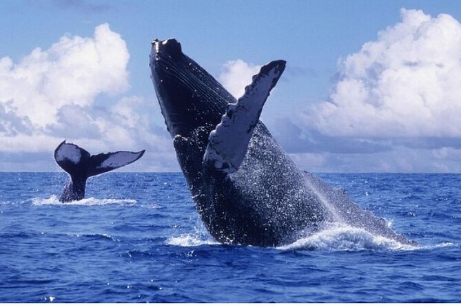 Cayo Levantado + Whale Watching From Samana With Transportation - Good To Know
