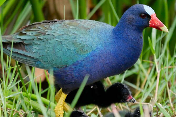 Central Florida Half-Day Private Birding Activity - 2 Person Max - Good To Know