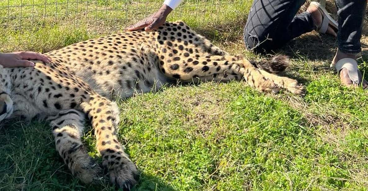 Cheetah Outreach and Award-Winning Winelands Full Day Tour - Good To Know