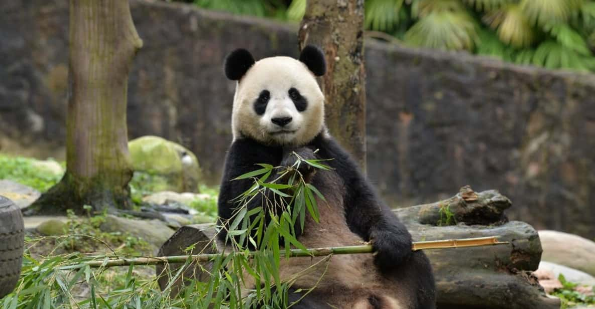 Chengdu Panda and Doujiangyan Irrigation System Private Tour - Tour Overview