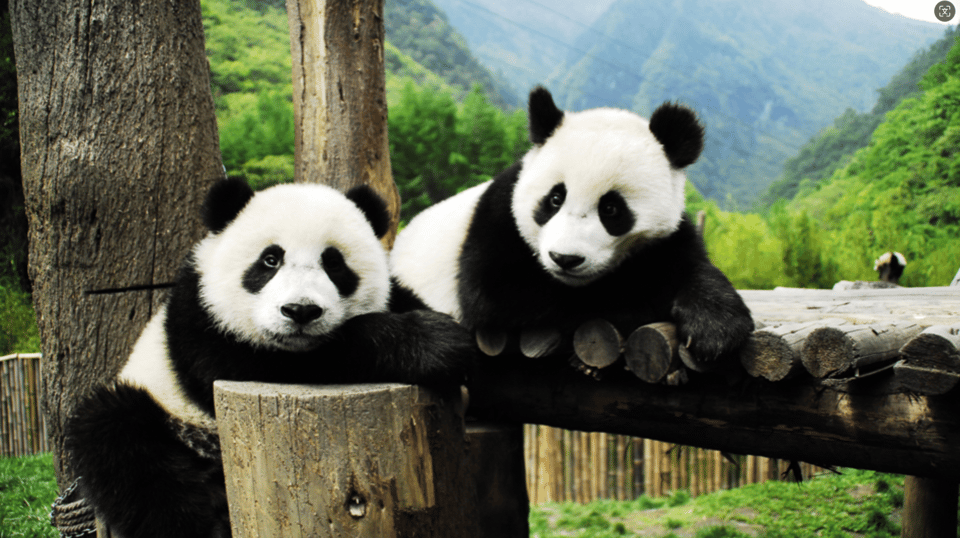 Chengdu Panda and Doujiangyan Irrigation System Private Tour - Good To Know