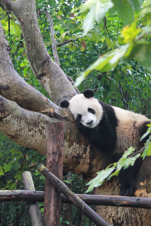 Chengdu: Panda Base Half Day Group Tour - Good To Know