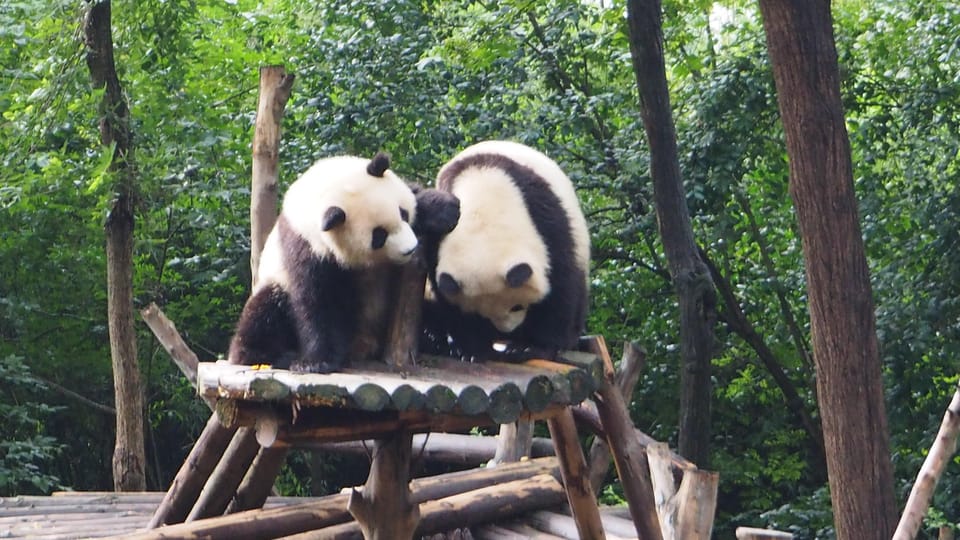 Chengdu: Panda Breeding Base Private Tour/Ticket Only Option - Good To Know