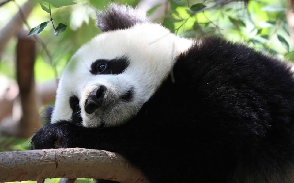 Chengdu: Panda Breeding Base Tickets Booking - Good To Know