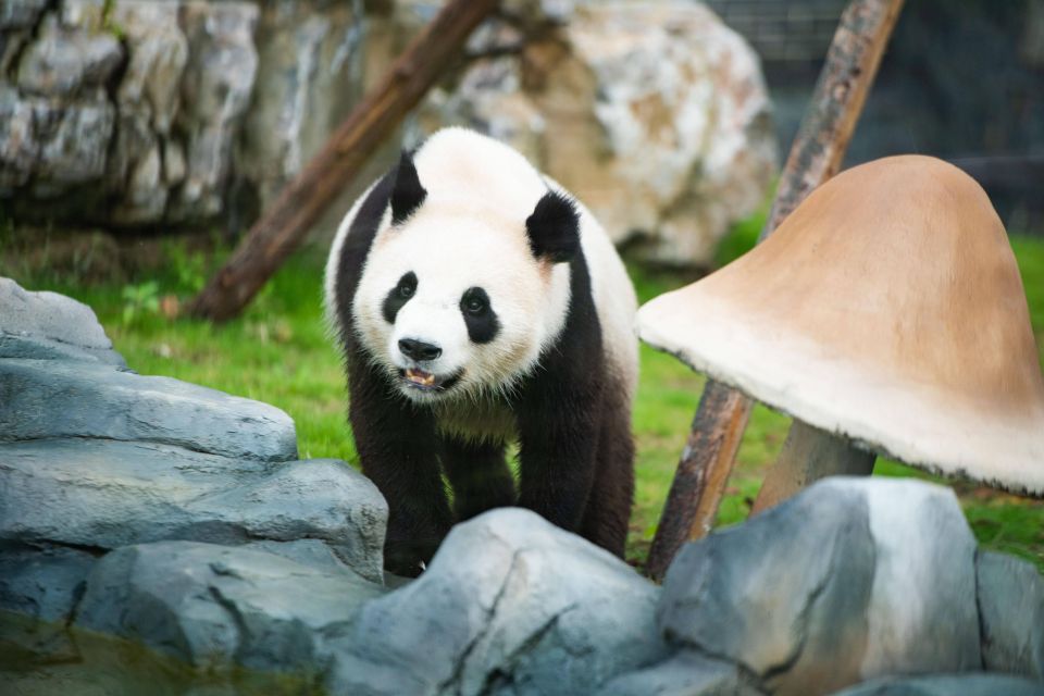 Chengdu Panda Breeding Center Tour Option Panda Volunteer - Good To Know