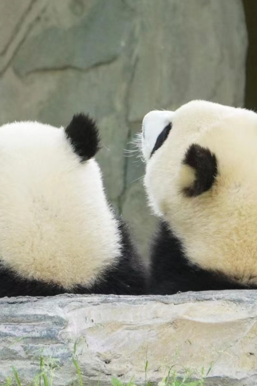 Chengdu: Private Panda Base Tour With 80 Pandas - Good To Know