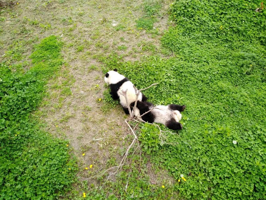 Chengdu: Private Panda Tour at Panda Breeding Base - Good To Know