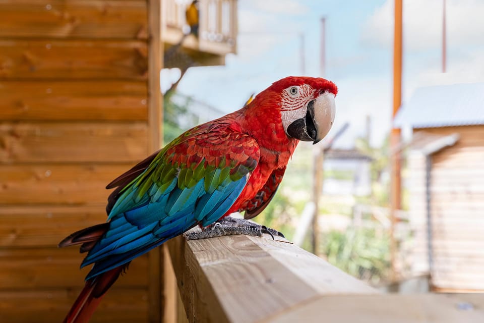 Chessy: Parrot World Immersive Animal Park Day Pass - Key Points