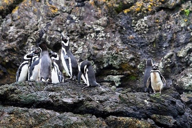 Chiloe Island - Puñihuil Tour - Good To Know
