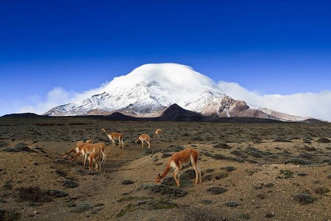 Chimborazo Tour From Quito: Hiking and Ascent to Condor Cocha All Included - Good To Know