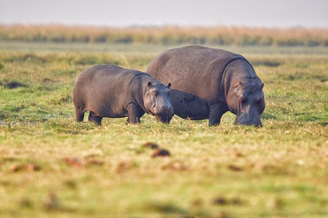 Chobe 3hr Sunset Boat Cruise - Good To Know