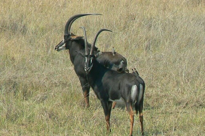 Chobe Day Trip -Botswana - The Chobe National Park