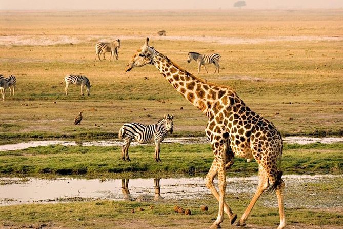 Chobe National Park Full Day Safari (Botswana) - Good To Know