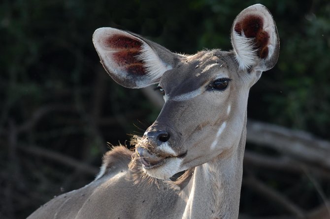 Chobe National Park Game Drive, Botswana - Good To Know