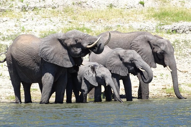 Chobe Safari Experience Day Trip - Good To Know