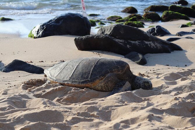 Circle Island Tour With Snorkeling & Turtles - Good To Know