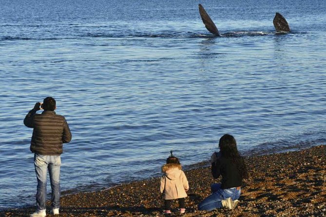 City Tour and Sea Lions at Punta Loma From Puerto Madryn - Good To Know