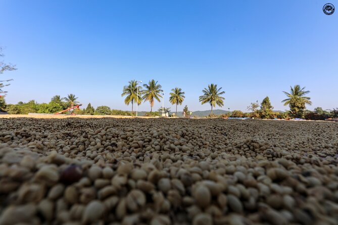 Classic Coorg Coffee Plantation Experience - Good To Know