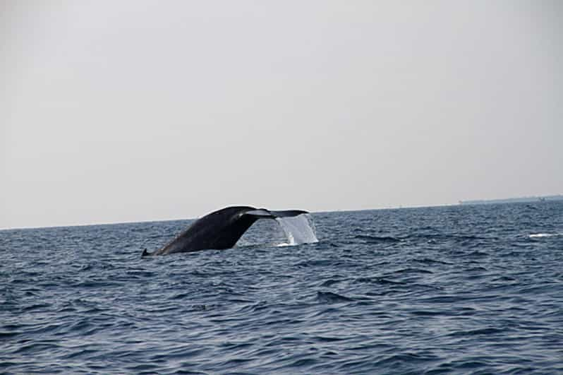 Close Encounters With Gentle Giants Jet Ski Safari - Good To Know