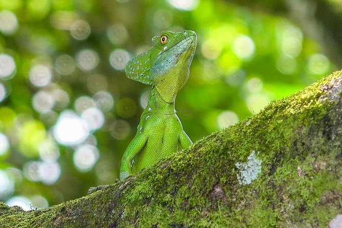 Cloud Forest Hike - Water National Park: Juan Castro Blanco National Park - Exploring the Cloud Forest Ecosystem