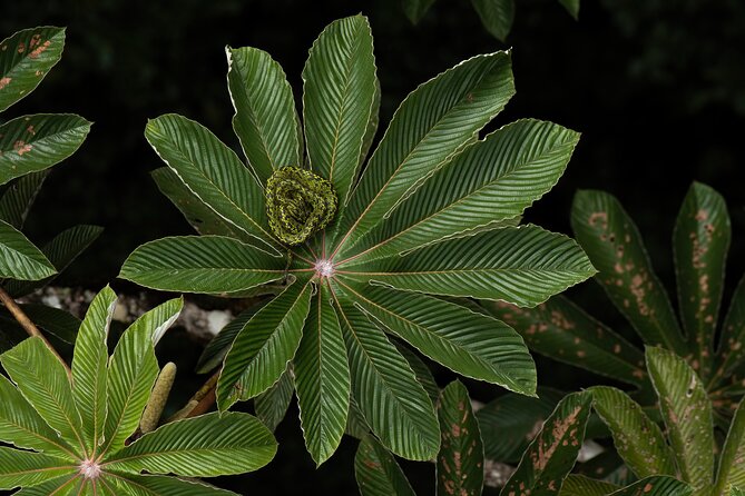 Cloud Forest Natural History Tour - About Your Stay