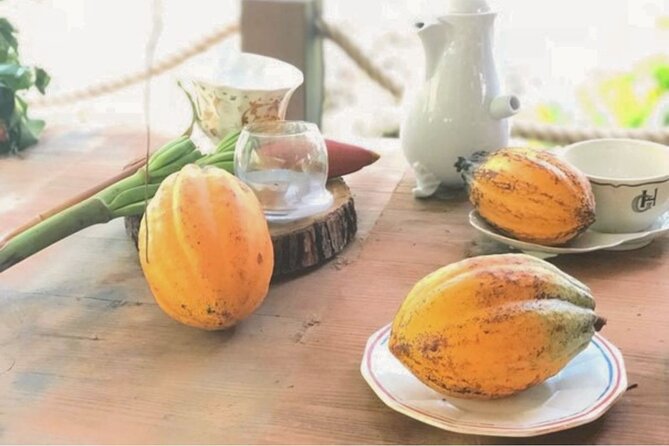 Cocoa Plantation Discovery and Workshop - Overview of the Experience