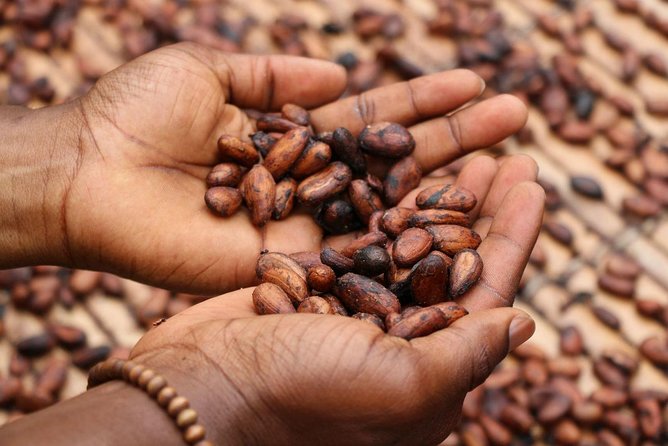 Coffee & Cacao Private Experience From Quito - Good To Know