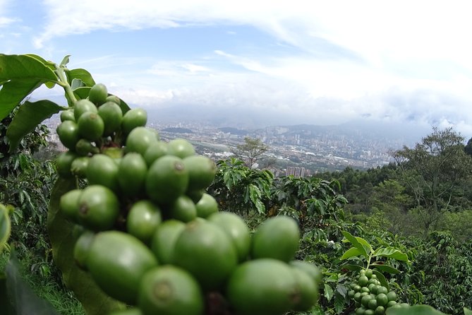 Coffee Experience - Coffee Tour in Medellin - Good To Know