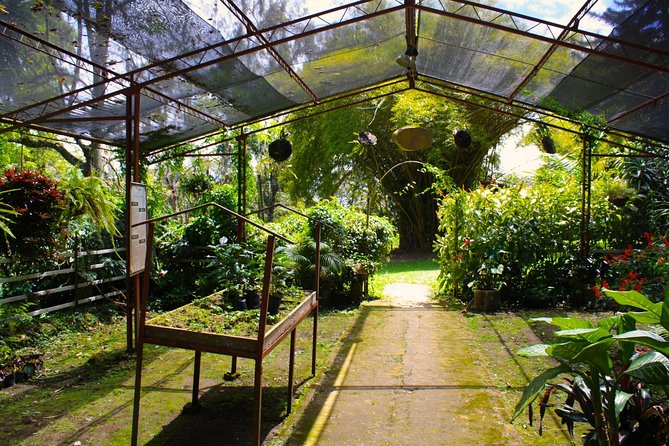 Coffee Farm Hacienda Coloma • Private Car 8H • Tickets Guide Rum - Overview of Hacienda Coloma