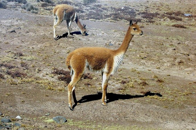 Colca Full Day Group Tour - About Your Stay