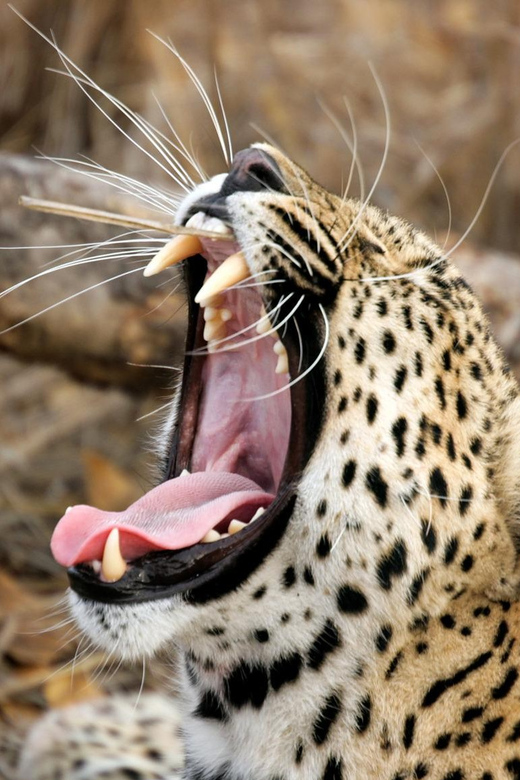 Colombo/Bentota: Safari Trip to Yala & Udawalawe W/ Picnic - Good To Know