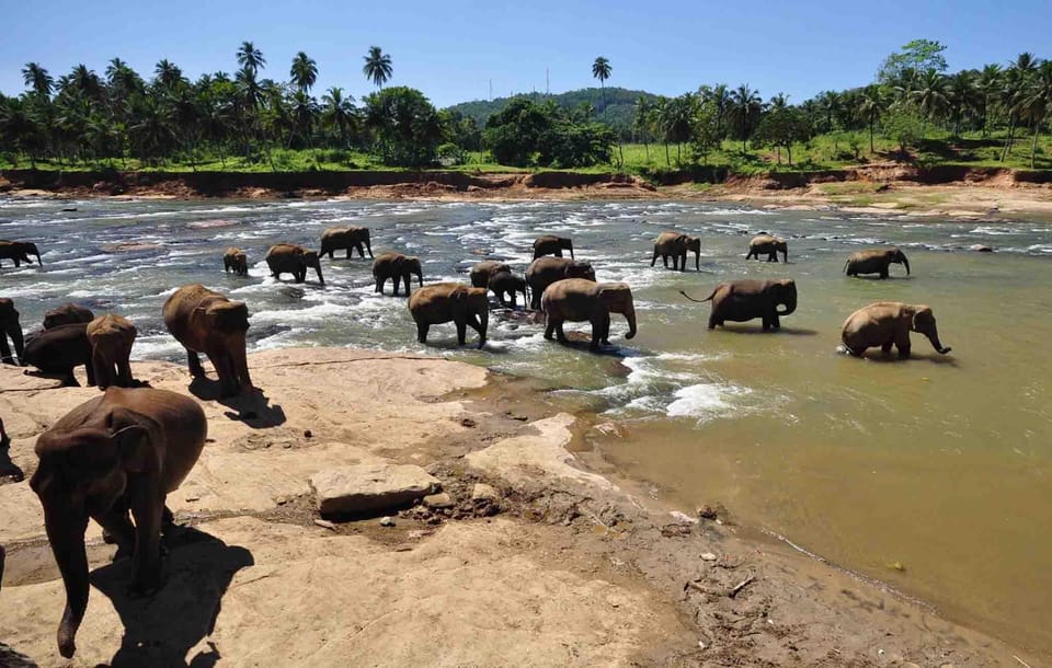 Colombo to Kandy Transfer With Pinnawala Elephant Orphanage - Good To Know