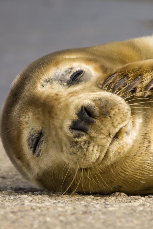 Cornwall: Guided Seal Safari by Boat - Good To Know