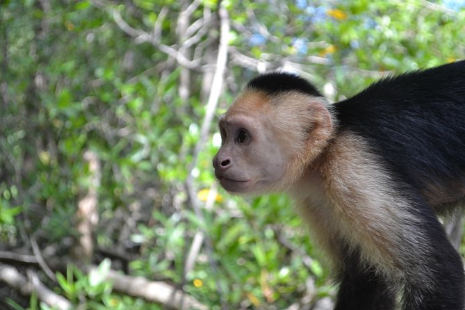 Costa Rica Mangrove Monkey Tour