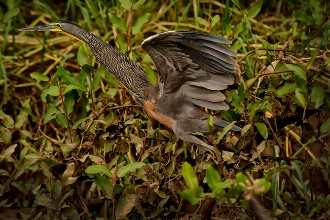 Costa Rican Wildlife: Palo Verde National Park Private Tour - Good To Know