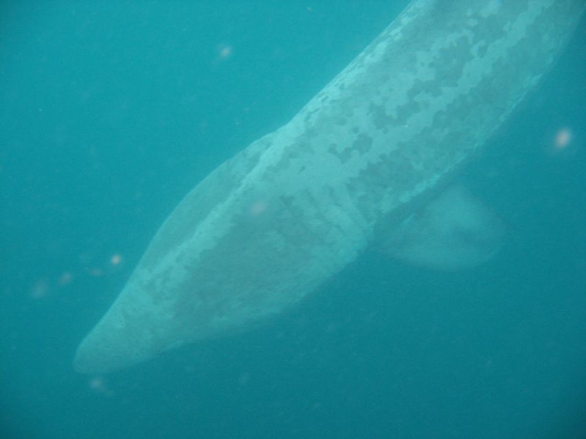 County Cork: Whale & Dolphin Watching Boat Trip - Good To Know