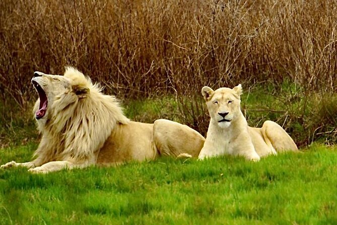 Cradle of Humankind, Caves or Maropeng, Rhino and Lion Park - Good To Know