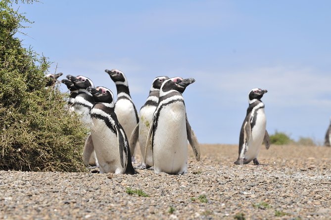 Cruise Shore Excursion Punta Tombo Tour - Puerto Madryn - Patagonia - Argentina - Good To Know
