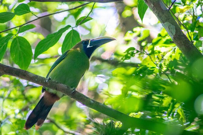 Curicancha Reserve Birdwatching Tour - Good To Know