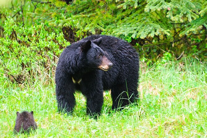 Customizable Private Tour in Ketchikan With Pick up - Good To Know