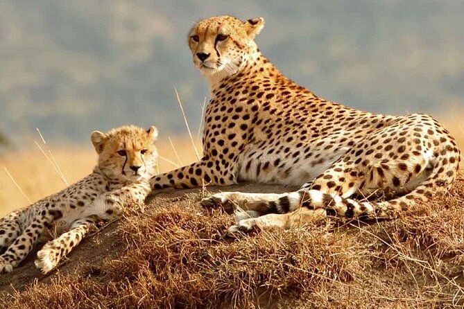 Daily Departures 3 Days Masai Mara by Landcruiser - Detailed Itinerary