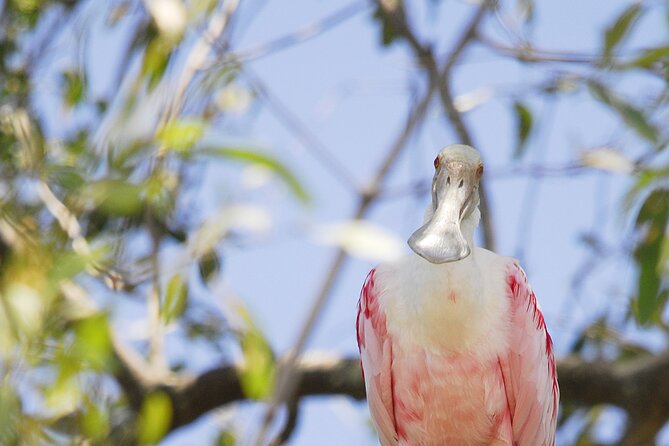 Damas Island Mangrove Boat Tour From Jaco - Tour Overview and Details