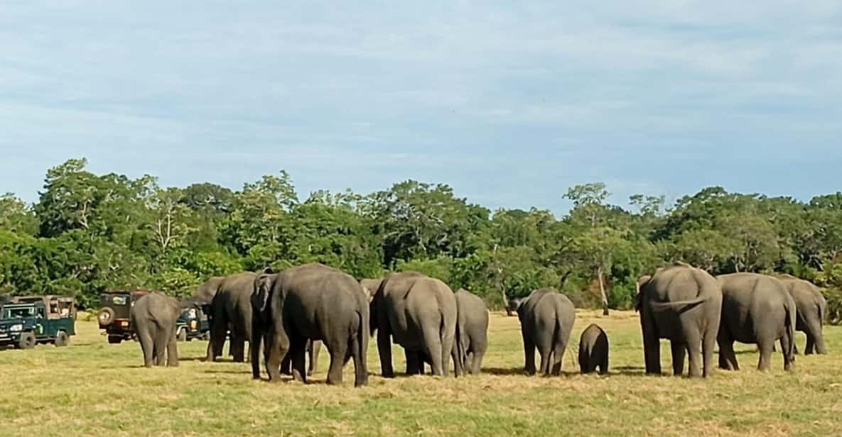 Dambulla/Sigiriya: Minneriya Jeep Safari With Village Tour - Good To Know