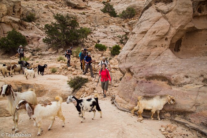 Dana to Petra Trek (Group) - Good To Know