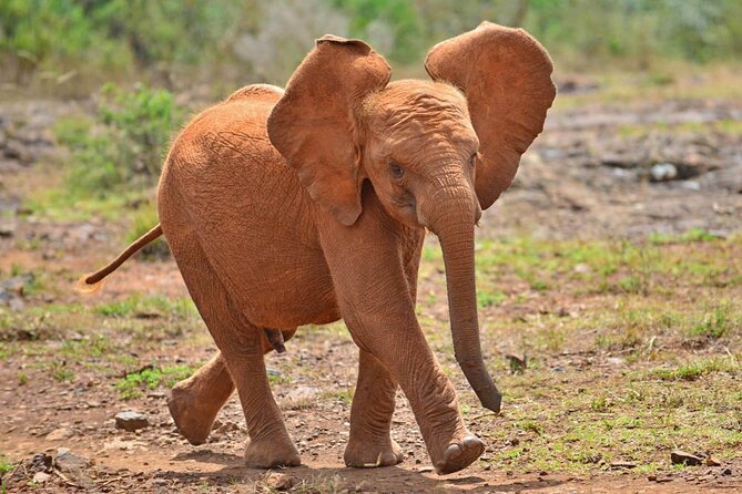 David Sheldrick Elephant Orphanage Half-Day Tour in Nairobi - Tour Overview