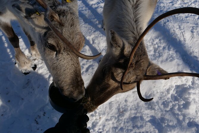 Day in Inari - Siida Museum, Open Fire Lunch & Reindeer Farm - Key Points